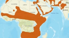 Каракал - пустеля lynx